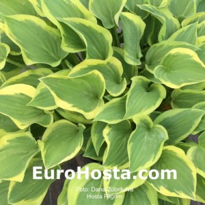 Hosta Pilgrim - Eurohosta