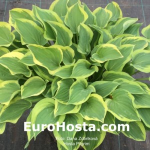 Hosta Pilgrim - Eurohosta