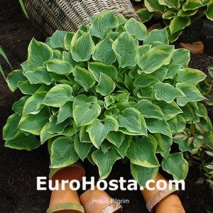 Hosta Pilgrim - Eurohosta