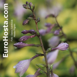 Hosta Pilgrim - Eurohosta