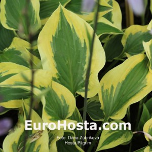 Hosta Pilgrim - Eurohosta