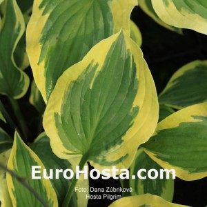 Hosta Pilgrim - Eurohosta