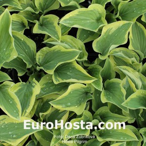 Hosta Pilgrim - Eurohosta