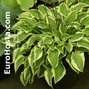 Hosta Pilgrim - Eurohosta