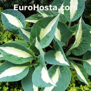 Hosta Pin-up