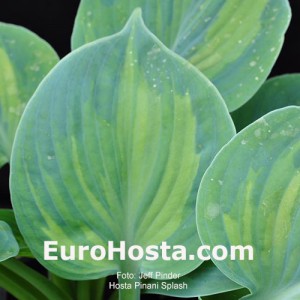 Hosta Pinani Splash