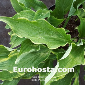 Hosta Pineapple Punch