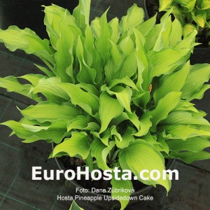 Hosta Pineapple Upsidedown Cake