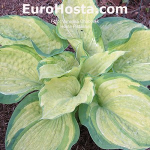 Hosta Pistache - Eurohosta