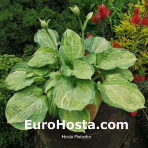 Hosta Pistache - Eurohosta