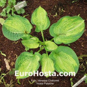 Hosta Pistache - Eurohosta