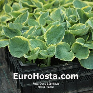 Hosta Pizzazz - Eurohosta