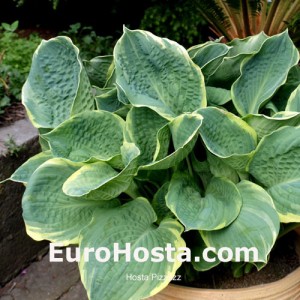 Hosta Pizzazz - Eurohosta