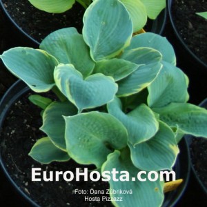 Hosta Pizzazz - Eurohosta