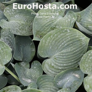 Hosta Planet X