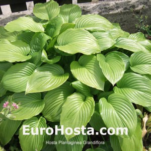 Hosta Plantiginea Grandiflora