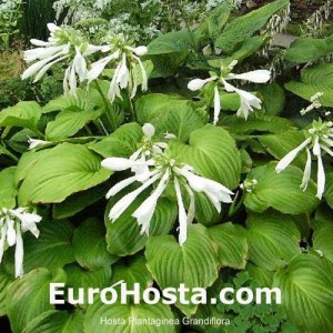 Hosta Plantiginea Grandiflora