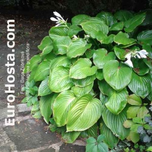 Hosta Plantiginea Grandiflora