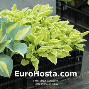 Hosta Platinum Tiara - Eurohosta