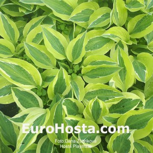 Hosta Playmate - Eurohosta