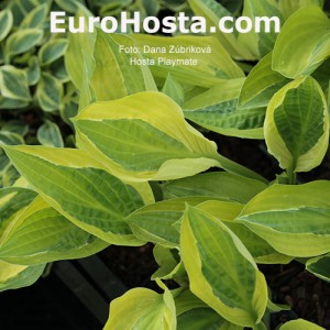 Hosta Playmate - Eurohosta