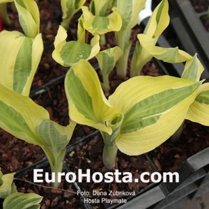 Hosta Playmate - Eurohosta