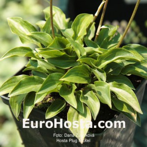 Hosta Plug Nickel - Eurohosta