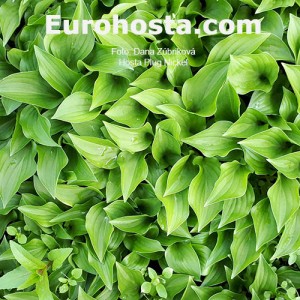 Hosta Plug Nickel - Eurohosta