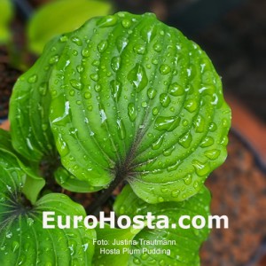 Hosta Plum Pudding