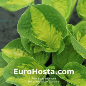 Hosta Pocketful of Sunshine - Eurohosta