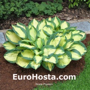 Hosta Popcorn - Eurohosta