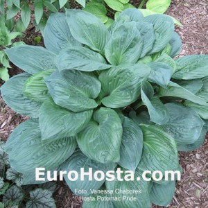 Hosta Potomac Pride - Eurohosta