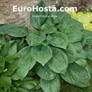 Hosta Potomac Pride - Eurohosta