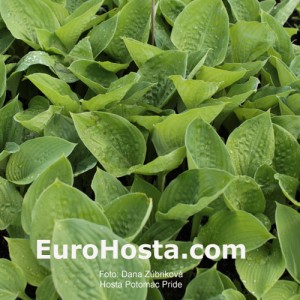 Hosta Potomac Pride - Eurohosta