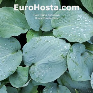 Hosta Powder Blue