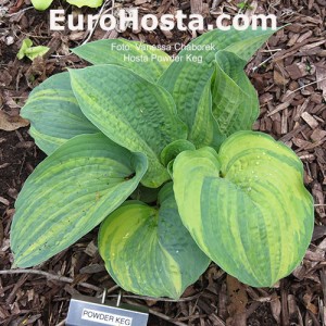 Hosta Powder Keg - Eurohosta