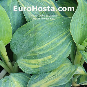 Hosta Powder Keg - Eurohosta