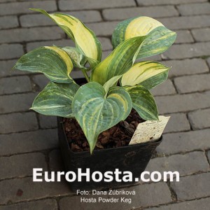 Hosta Powder Keg - Eurohosta