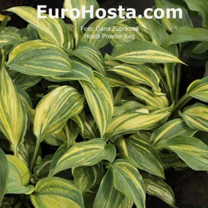 Hosta Powder Keg - Eurohosta