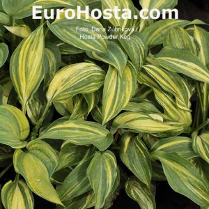 Hosta Powder Keg - Eurohosta