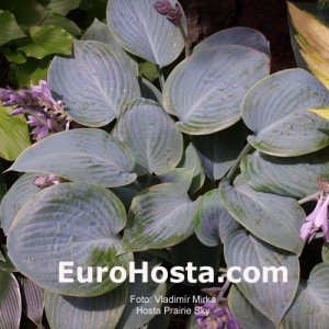 Hosta Prairie Sky - Eurohosta