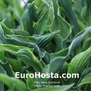 Hosta Praying Hands - Eurohosta