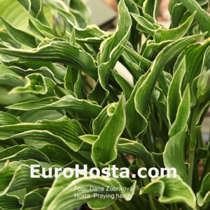 Hosta Praying Hands - Eurohosta