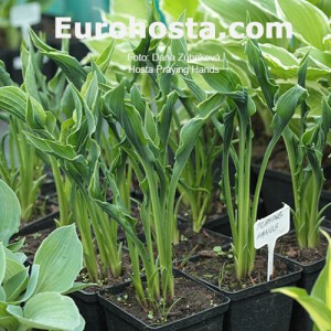 Hosta Praying Hands