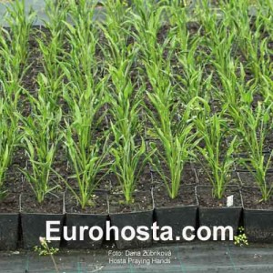 Hosta Praying Hands