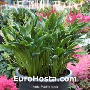 Hosta Praying Hands - Eurohosta