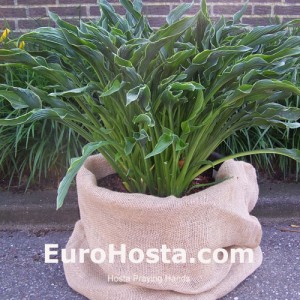 Hosta Praying Hands - Eurohosta