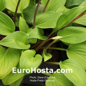 Hosta Pretty Flamingo - Eurohosta