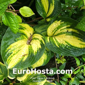 Hosta Prime Mark