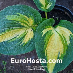 Hosta Prime Mark